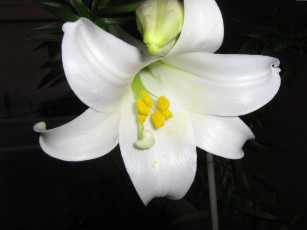 Картинка цветы лилии лилейники