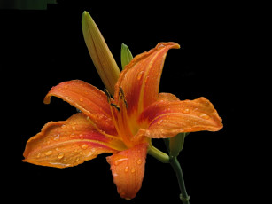 Картинка цветы лилии лилейники