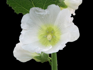 Картинка цветы мальвы