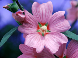 Картинка цветы мальвы