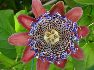 Картинка цветы пассифлора