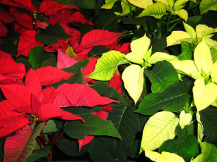 Картинка цветы пуансеттия