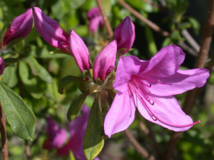 Картинка цветы рододендроны азалии