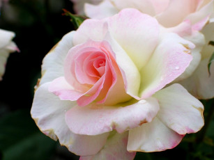 Картинка цветы розы