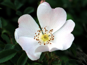 Картинка цветы шиповник