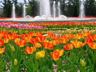 Картинка цветы тюльпаны