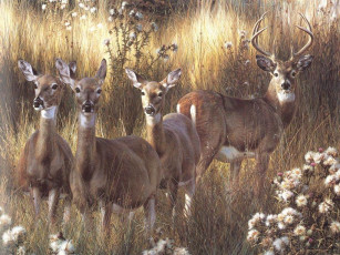 Картинка рисованные животные