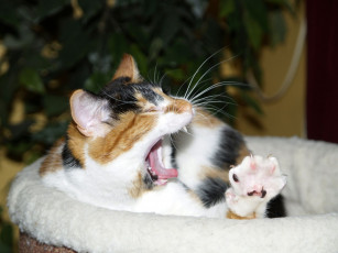 Картинка животные коты