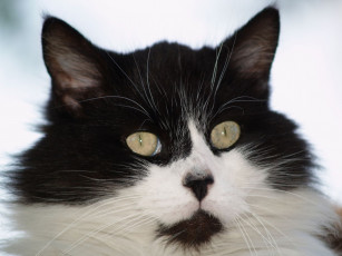 Картинка животные коты