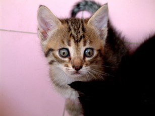 Картинка животные коты