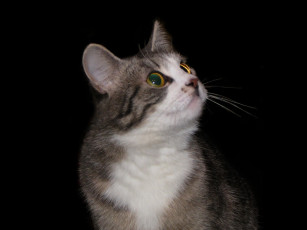 Картинка животные коты