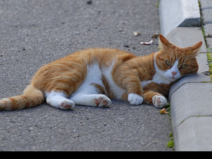 Картинка животные коты