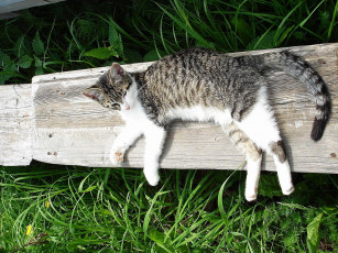 Картинка животные коты