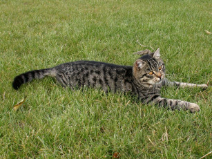 Картинка животные коты