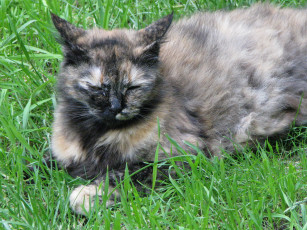 Картинка животные коты