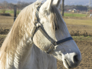 Картинка животные лошади