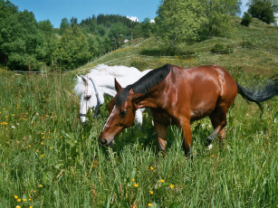 Картинка животные лошади