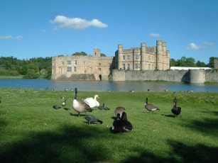 Картинка животные разные вместе