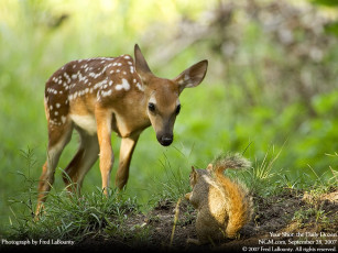 Картинка животные разные вместе