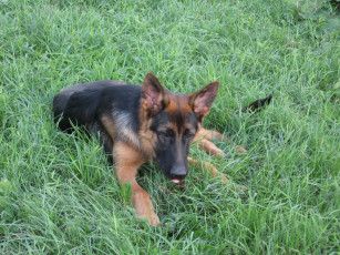 Картинка животные собаки