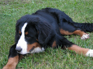 Картинка животные собаки