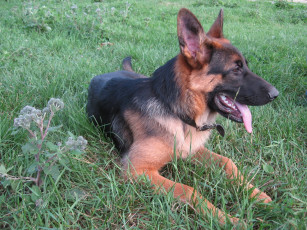 Картинка животные собаки