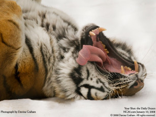 Картинка животные тигры