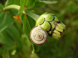 Картинка животные улитки