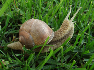 Картинка животные улитки