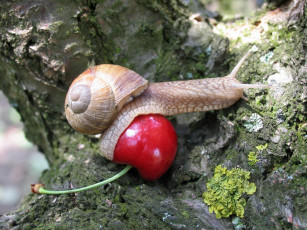 Картинка животные улитки