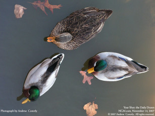 Картинка животные утки