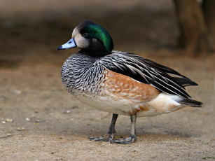 Картинка животные утки