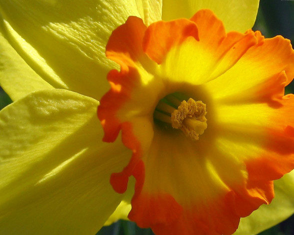 Обои картинки фото цветы, нарциссы