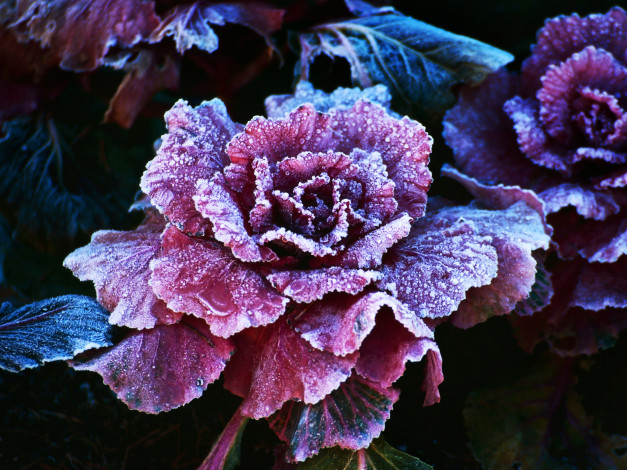 Обои картинки фото цветы, декоративная, капуста