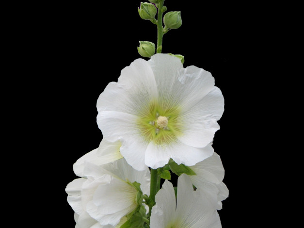 Обои картинки фото цветы, мальвы