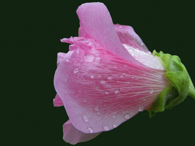 Обои картинки фото цветы, мальвы