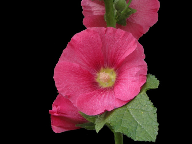 Обои картинки фото цветы, мальвы