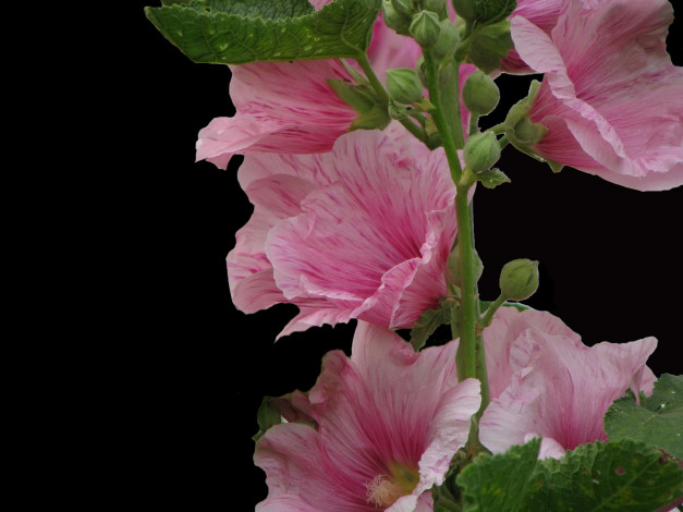 Обои картинки фото цветы, мальвы