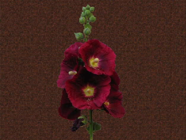 Обои картинки фото цветы, мальвы