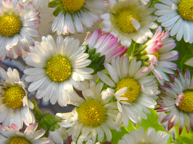 Обои картинки фото цветы, маргаритки