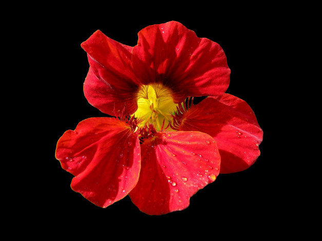 Обои картинки фото цветы, настурции