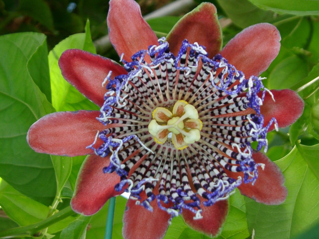 Обои картинки фото цветы, пассифлора