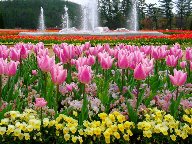 Обои картинки фото цветы, разные, вместе