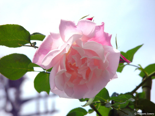 Обои картинки фото цветы, розы