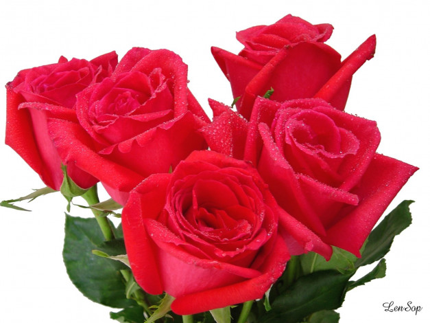 Обои картинки фото цветы, розы