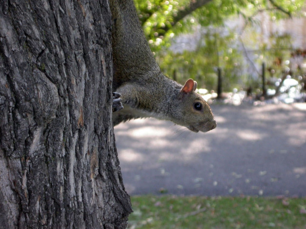 Обои картинки фото животные, белки