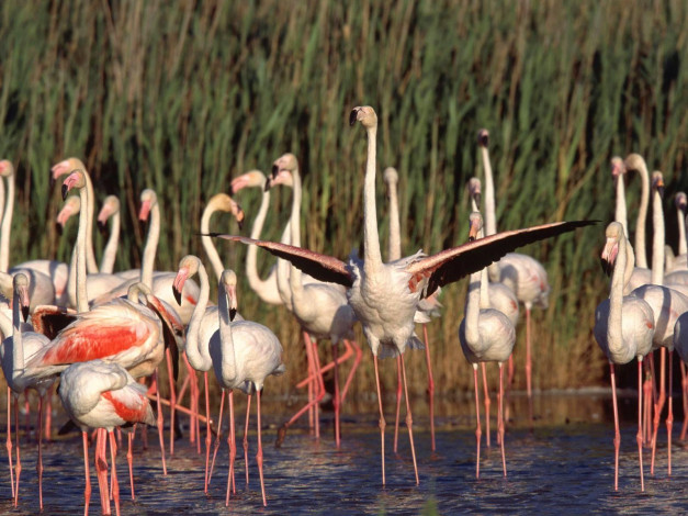 Обои картинки фото животные, фламинго