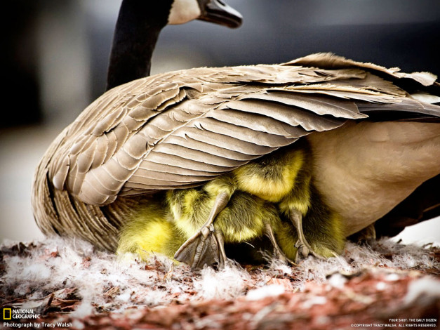 Обои картинки фото животные, гуси