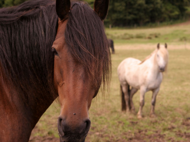 Обои картинки фото животные, лошади