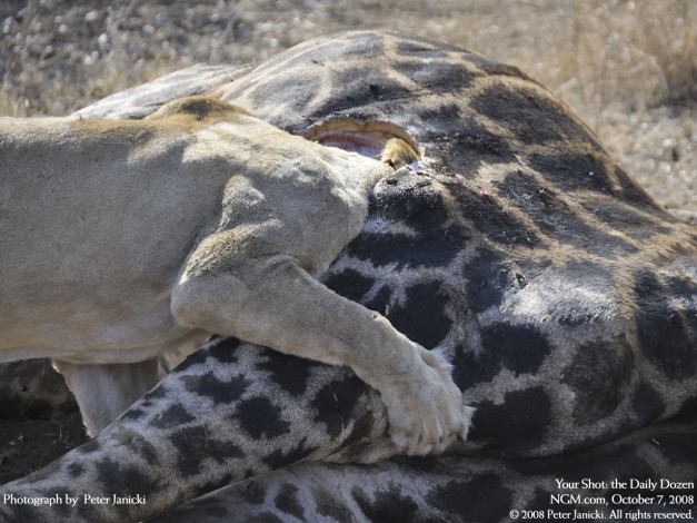 Обои картинки фото животные, львы